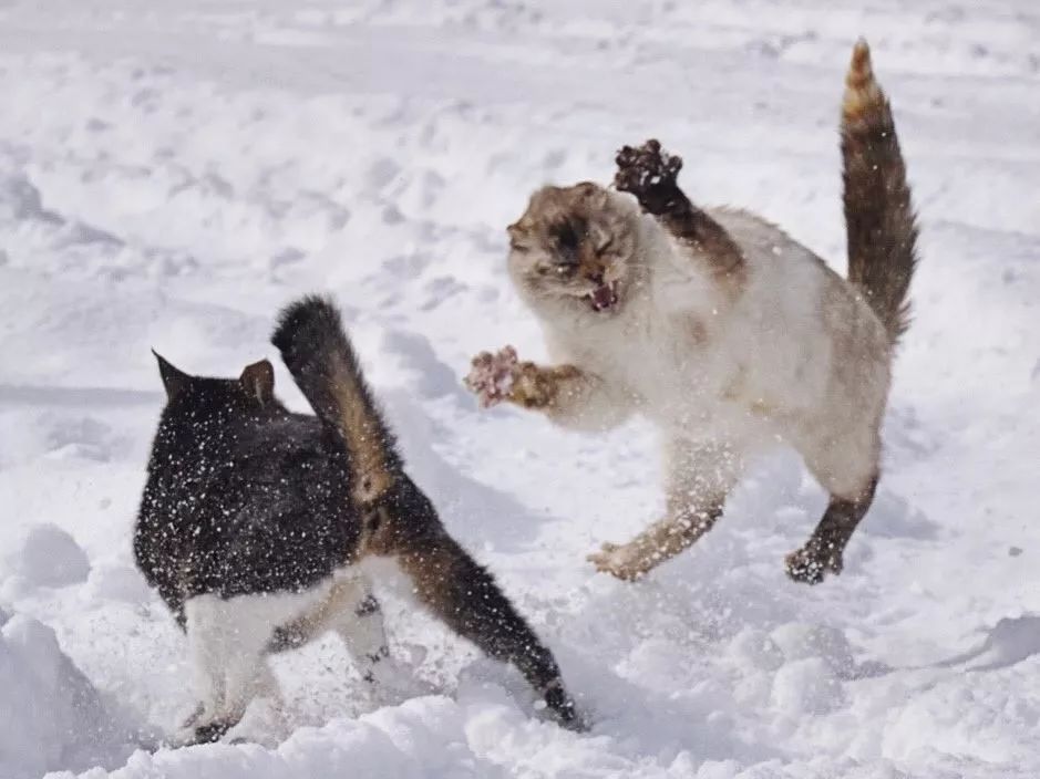 滑雪 看海 打地洞 原来北海道的流浪猫是这么过冬的 萌宠 训练养宠技巧 宠物用品 微信头条新闻公众号文章收集网