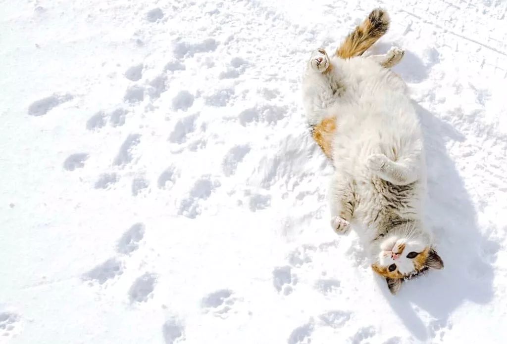 滑雪 看海 打地洞 原来北海道的流浪猫是这么过冬的 萌宠 训练养宠技巧 宠物用品 微信头条新闻公众号文章收集网