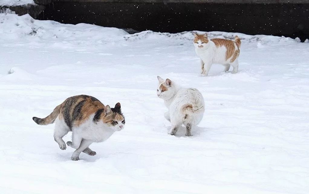 滑雪 看海 打地洞 原来北海道的流浪猫是这么过冬的 萌宠 训练养宠技巧 宠物用品 微信头条新闻公众号文章收集网