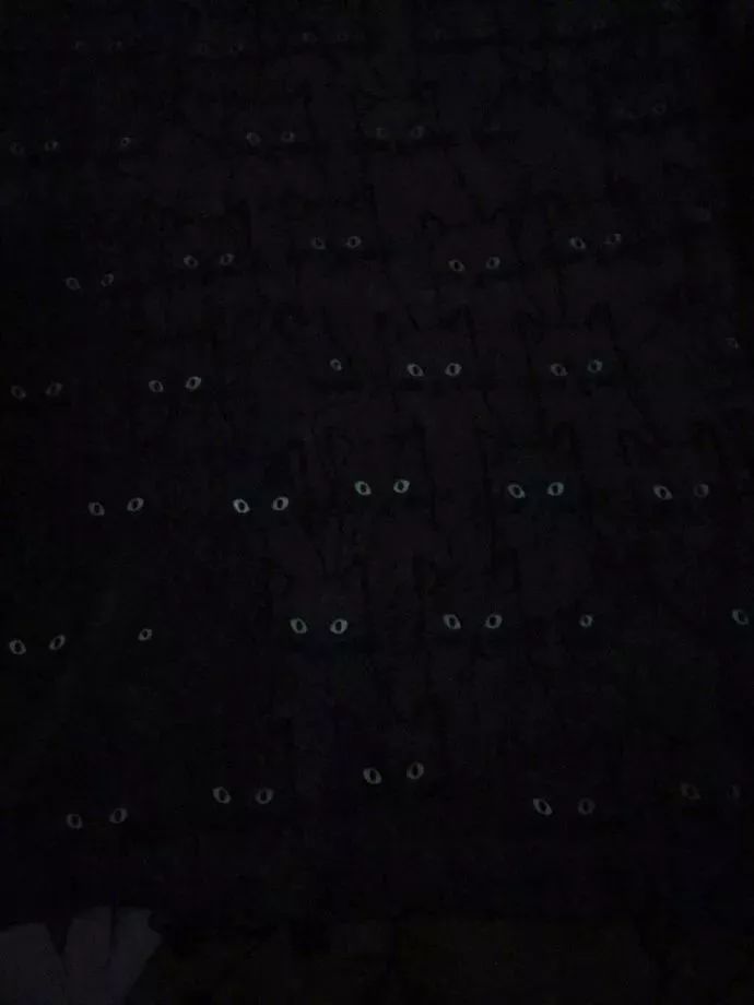 網友新買了一張貓咪毛毯，白天看著可愛，晚上卻變得很詭異… 萌寵 第4張