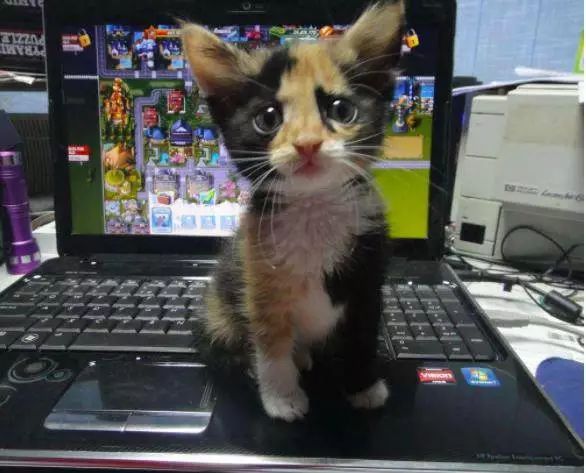 貓咪占領鍵盤，還私信淘寶客服要陶瓷貓碗！ 親子 第8張