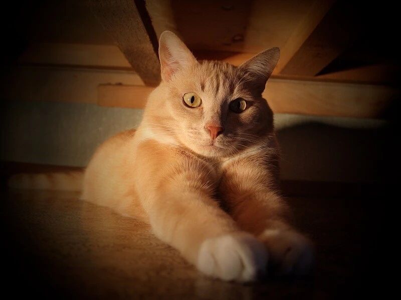 找错了男朋友 嫁错了老公 别说自己了 你连猫都保护不了 萌宠 训练养宠技巧 宠物用品 微信头条新闻公众号文章收集网