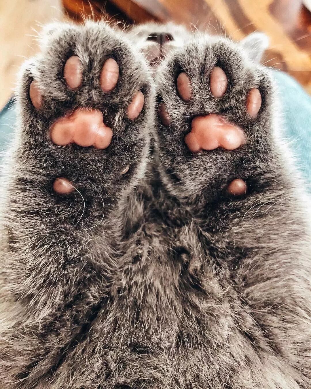 網友家的貓做媽媽了，這一家子喵也太仙了吧！ 寵物 第13張