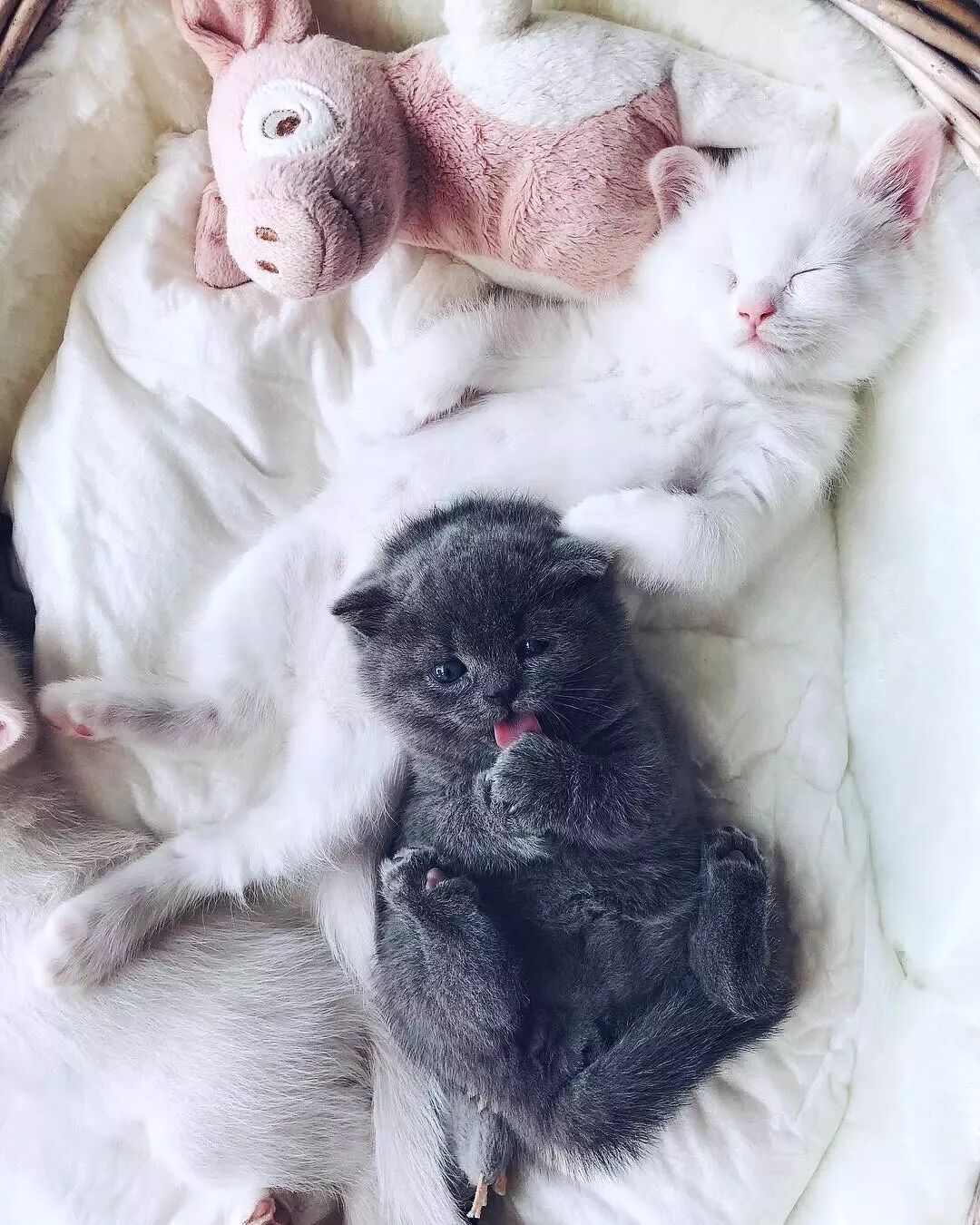 網友家的貓做媽媽了，這一家子喵也太仙了吧！ 寵物 第7張