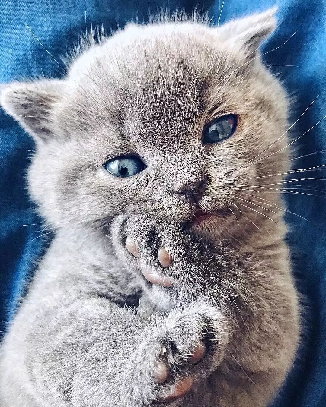 網友家的貓做媽媽了，這一家子喵也太仙了吧！ 寵物 第5張