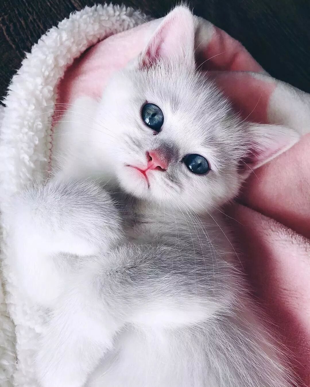 網友家的貓做媽媽了，這一家子喵也太仙了吧！ 寵物 第6張