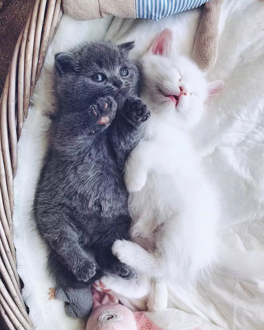 網友家的貓做媽媽了，這一家子喵也太仙了吧！ 寵物 第10張