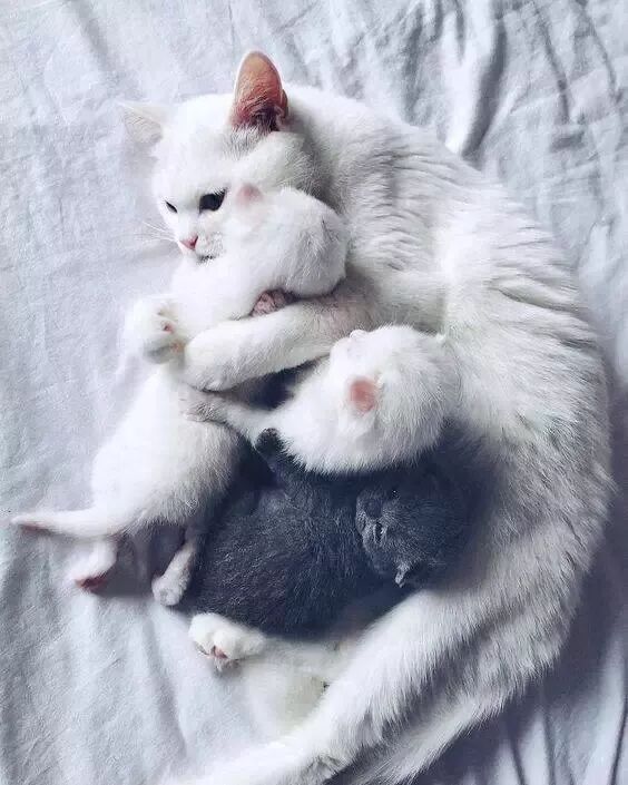 網友家的貓做媽媽了，這一家子喵也太仙了吧！ 寵物 第2張