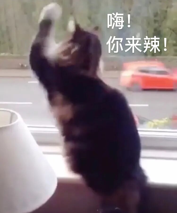 超可爱！猫猫隔着窗户向路人疯狂挥爪：你好鸭！再见啦！ - 猫与爱的 