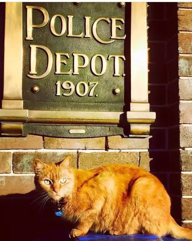 混上警察編制後，這隻警貓開始不務正業，整天… 寵物 第2張