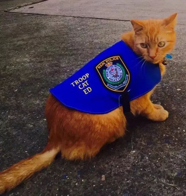 混上警察編制後，這隻警貓開始不務正業，整天… 寵物 第3張