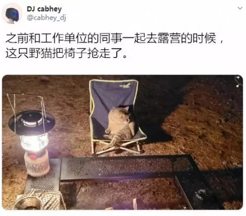 出大事兒了！我家貓坐在床上，像個人一樣看著我… 寵物 第4張