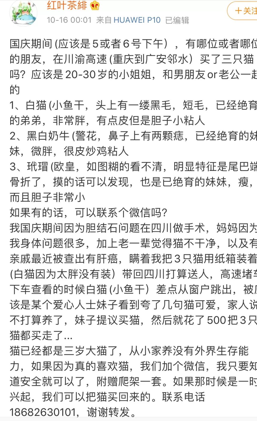 我媽趁我住院的時候，把我養了三年的貓丟掉了。 寵物 第1張