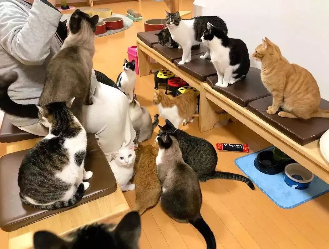 這家島國貓咖不僅有23位熱情的貓員工，還有貓提供讓人臉紅的「特殊服務」… 未分類 第4張