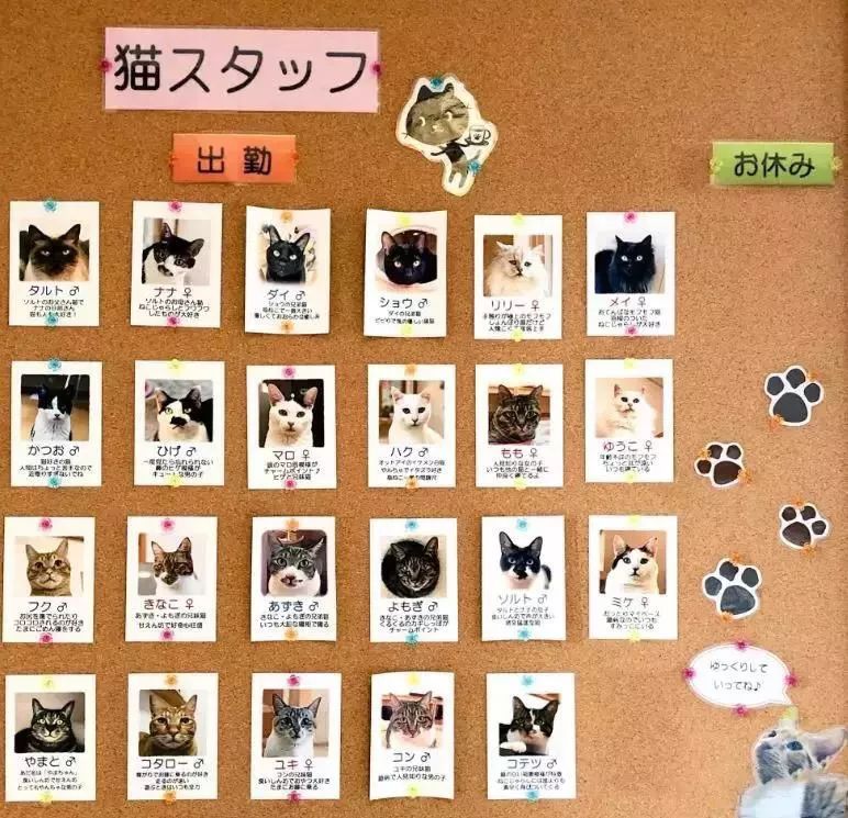 這家島國貓咖不僅有23位熱情的貓員工，還有貓提供讓人臉紅的「特殊服務」… 未分類 第3張