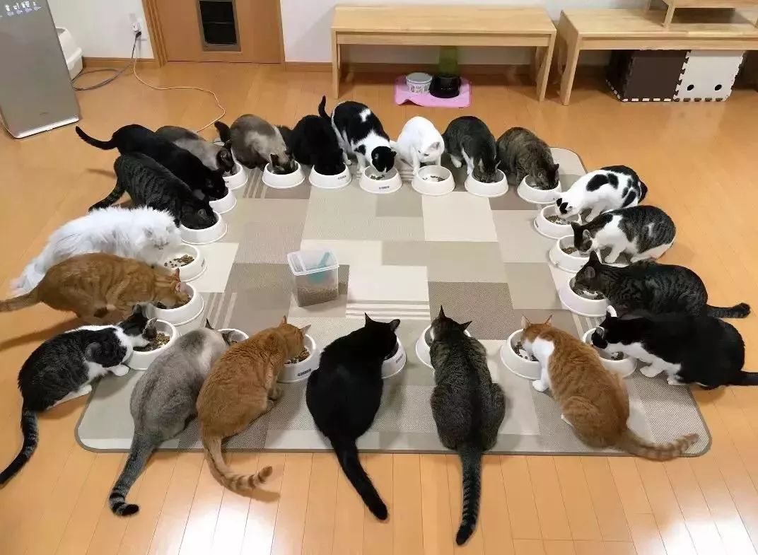 這家島國貓咖不僅有23位熱情的貓員工，還有貓提供讓人臉紅的「特殊服務」… 未分類 第2張