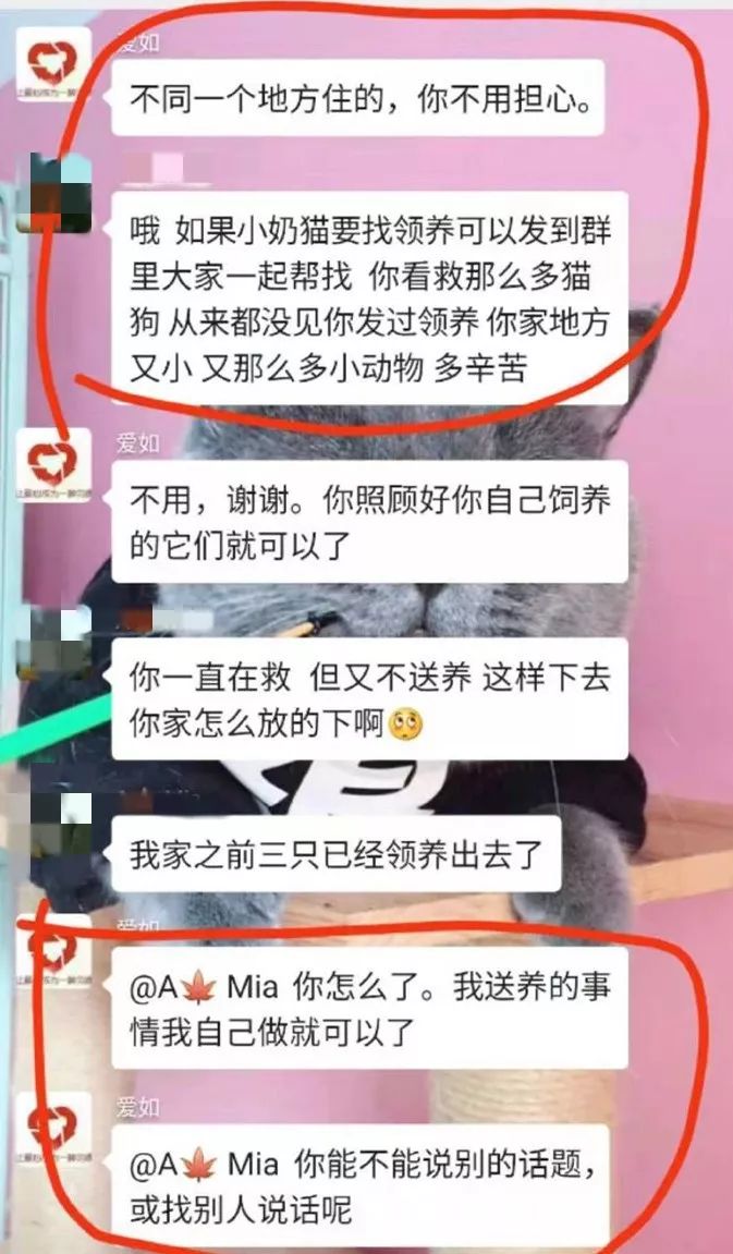 資深救助人被質疑：領養流浪貓狗是為了喂蛇？！ 寵物 第5張