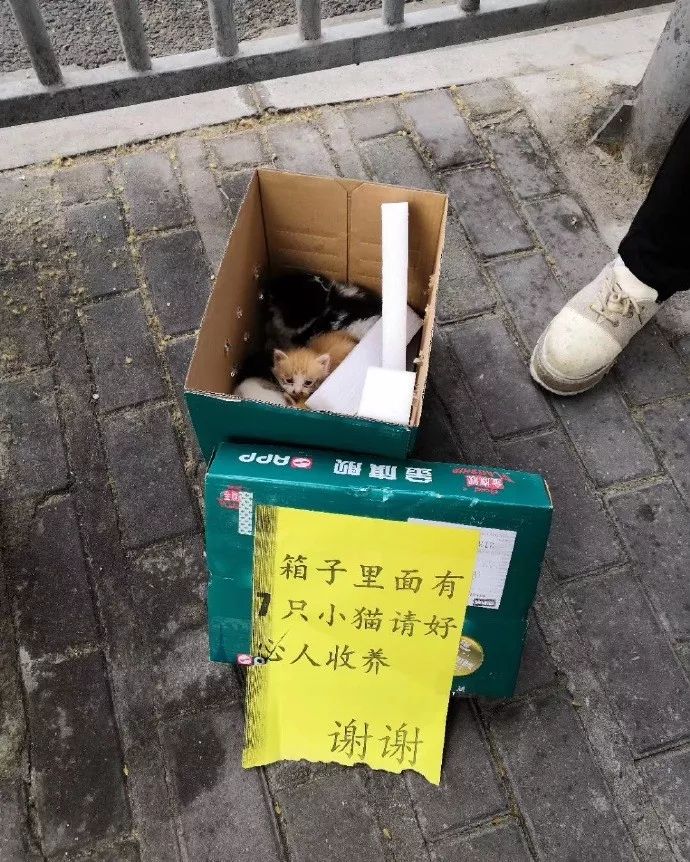 辛辛苦苦救助的貓，被領養人拿去喂蛇了？！ 寵物 第14張