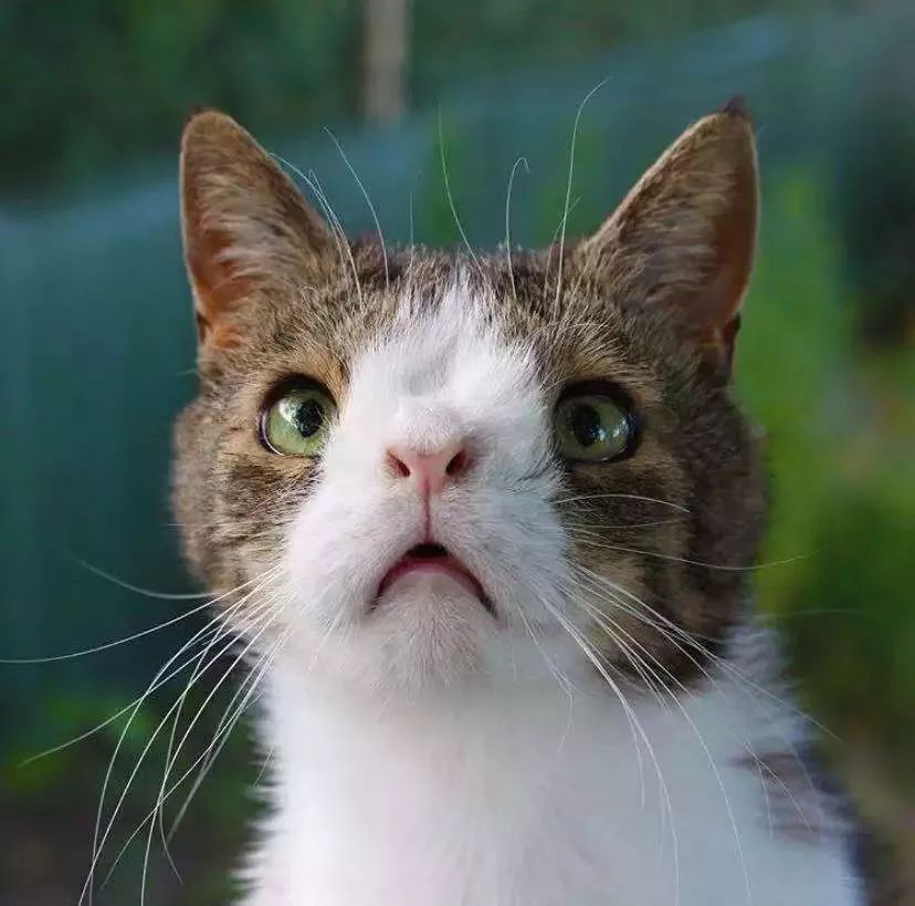 憑借這張「鯰魚臉」，成了丹麥第一網紅貓，如今它又收獲了命中注定的緣分？！ 寵物 第2張