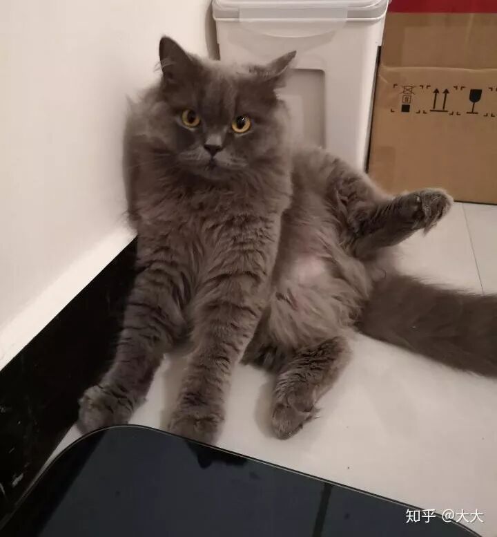 我的貓，救了我的命。 寵物 第9張