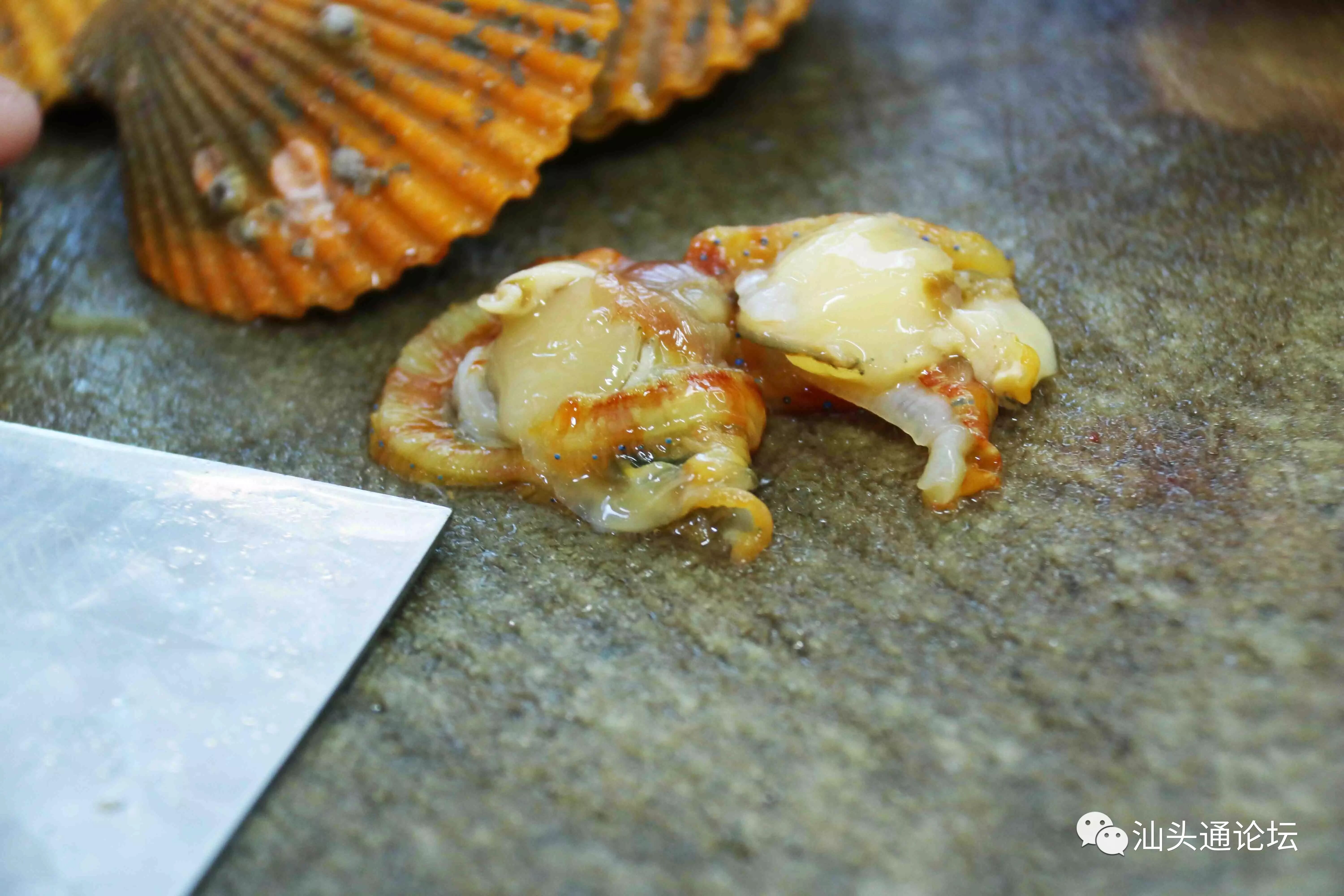 牛田洋青蟹的口粮特别讲究,都是用一种叫"红肉",学名叫"红肉河篮蛤"的