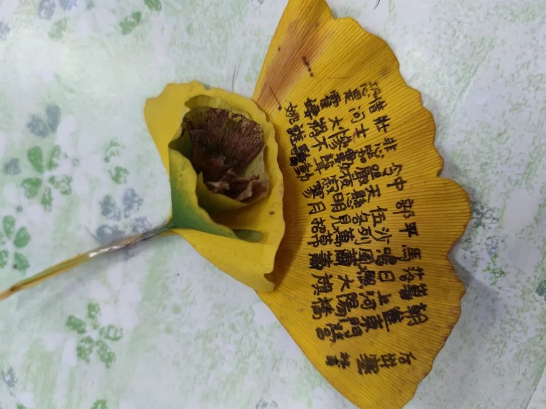一字一叶总关情丨绵中人与银杏叶相遇的温情与浪漫