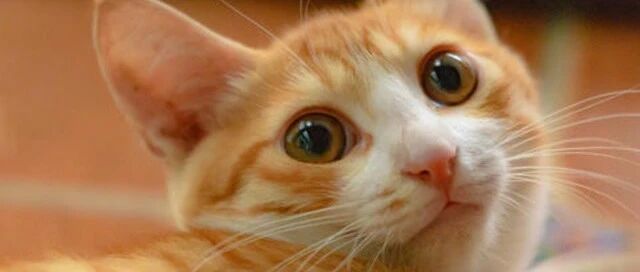 治愈！爷爷因生病情绪暴躁，在橘猫的陪伴下变得温柔