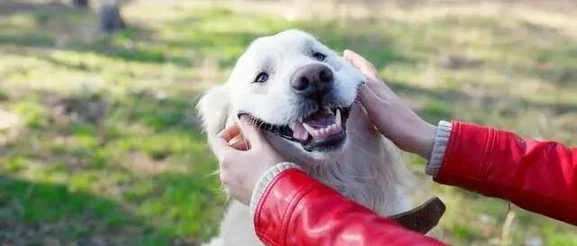 这个方法，可以让狗狗说“人话”，人狗无障碍交流，已成为可能！