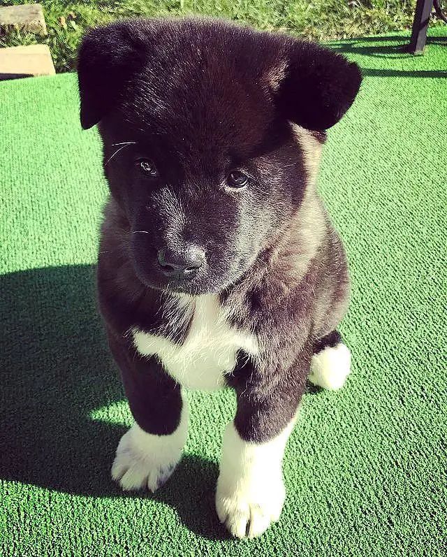 养了只日本国狗 才三个月大就有40斤 过了半年竟然变成 巨犬 二货萌宠屋 微信公众号文章阅读