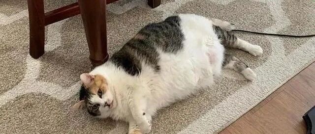 猫咪肚子肿大，主人连忙带去就医，检查结果笑坏众人