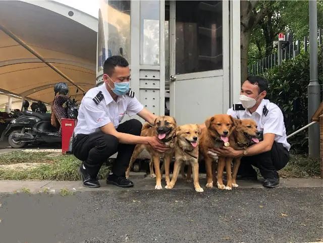 流浪狗入職阿裡，成為園區巡邏犬，食堂管飯，真正的狗生巔峰 寵物 第2張