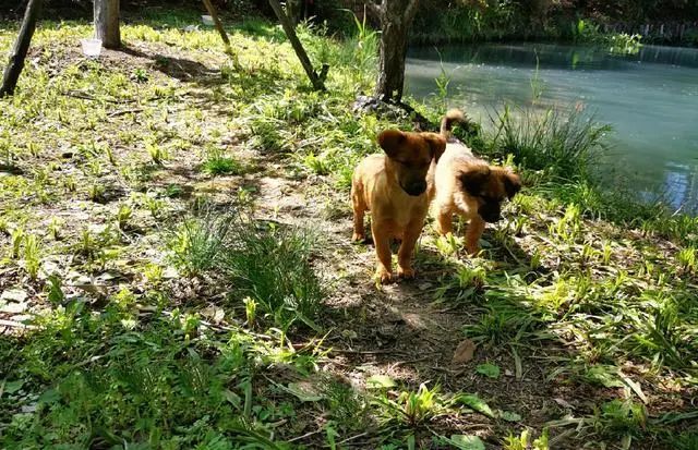 流浪狗入職阿裡，成為園區巡邏犬，食堂管飯，真正的狗生巔峰 寵物 第3張