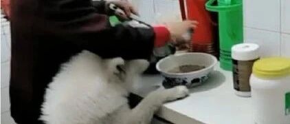 家中萨摩耶肚饿难耐，竟然做出如此举动，网友：标准的大吃货