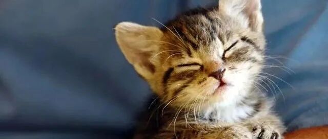 主人打猫，猫咪会怎么想？它能认识到自己的错误吗？