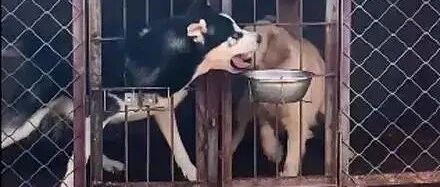 二哈被主人饿肚子，下一秒它这样报复金毛，好心机…