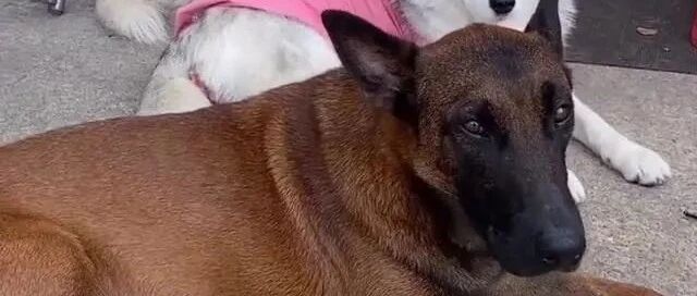 哈士奇祸祸了马犬，110万网友等生，生了一窝“马大哈”？