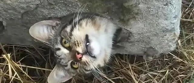 猫咪被卡水泥板，两位小哥边救边拍照，猫：照片别乱发，太丢猫了