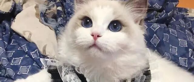 给宠物猫“微整”，猫咪身价瞬间从3000飙升到30000！
