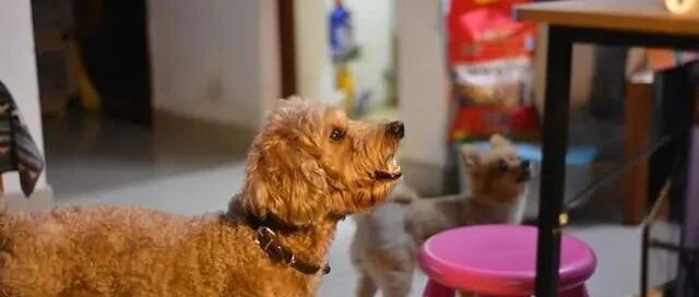 狗狗吃了两粒葡萄，没过多久回了汪星，主人：就两粒啊！