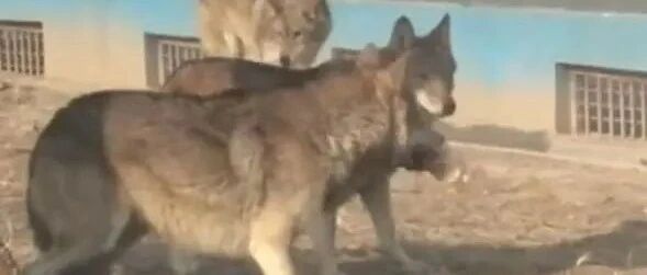 把哈士奇放进狼群，没想到二哈竟然和“狼小妹”生了宝宝