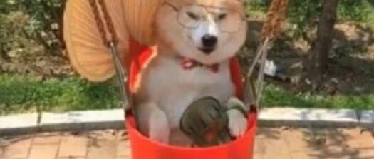 出差将小柴交给爷爷照顾，一周回来接它时，主人笑的说不出话来！