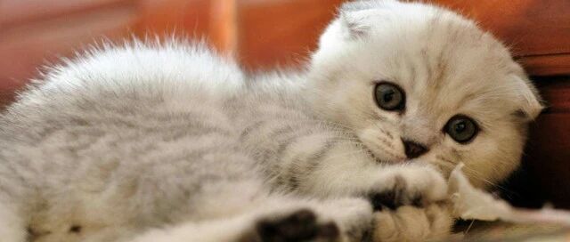 有爱！狗狗捡到肉包子给流浪猫吃，故意后退几步，让猫猫叼走