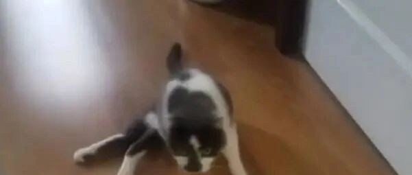 猫咪瘫痪后被主人抛弃，失恋小哥将其收养，互相“陪伴”