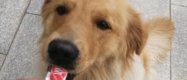 母亲趁我外出打工，将我养的金毛，卖给了狗贩子！