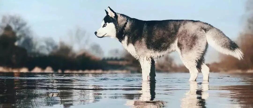 常常被哈士奇的沙雕气质所影响，忘记了它其实也是超帅的狗狗！