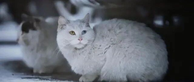 60%的流浪猫都过不了冬，剩下的40%怎么过冬？真相让人心酸