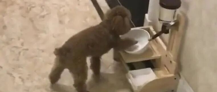 泰迪走到空碗前，一个小举动马上叫开饭，网友：饿到成精！