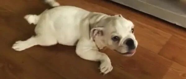 法斗天生四肢瘫痪，每当看见主人也会主动“爬”过去