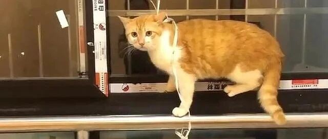 菜市场救下橘猫，养了2个月依然警惕，有些猫养不熟，是真的！
