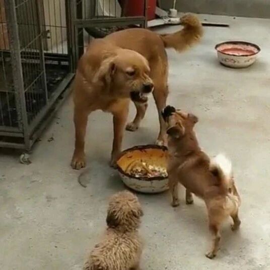 没想到土狗这么厉害，敢和大金毛抢吃的，泰迪吓得不敢动了